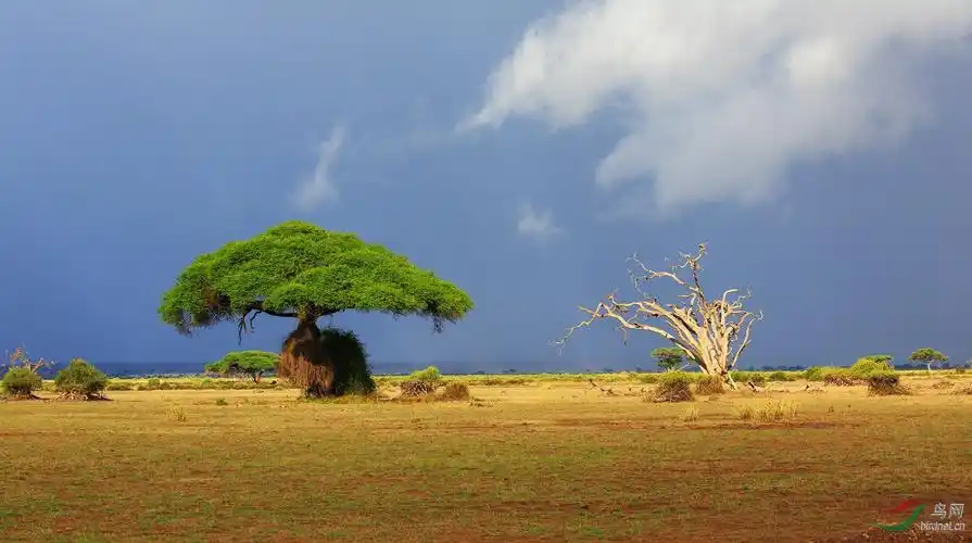 美丽的非洲草原