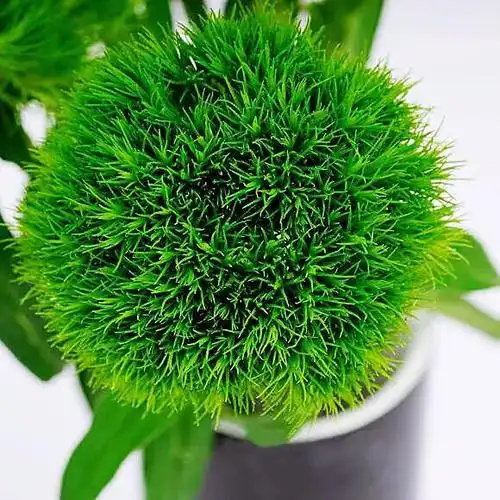 绿石竹初夏的首选花材毛茸茸的绿色花头憨态可掬