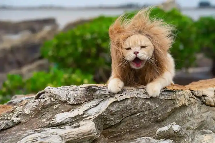 狮子王之杀马特