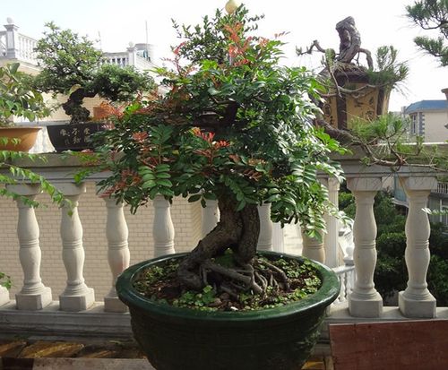 【紫油木树图片】_紫油木树图片大全-蜜罐蚁装修网