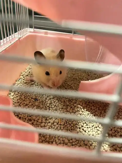 家里的新成员这玩意吃啥啊,好瘦啊…邻居送的#仓鼠日常  #可爱的小