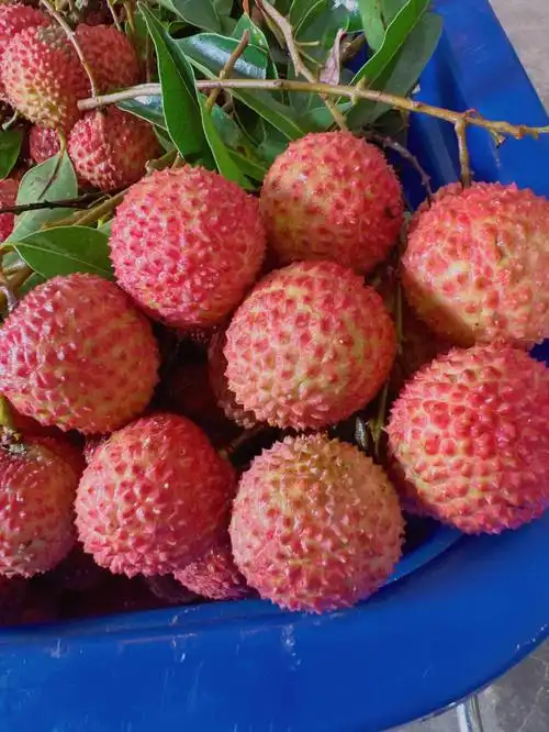 桂味荔枝,需要的小伙伴可以联系我订购