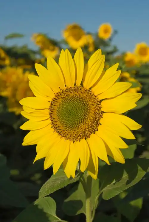向日葵图片你就是自己的太阳