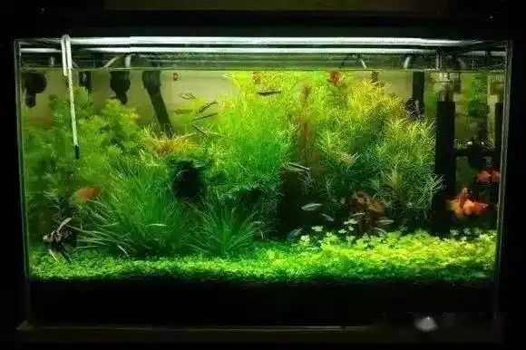 经验分享几个防治鱼缸长青苔的小姿势