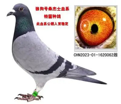 狼狗号桑杰士血系