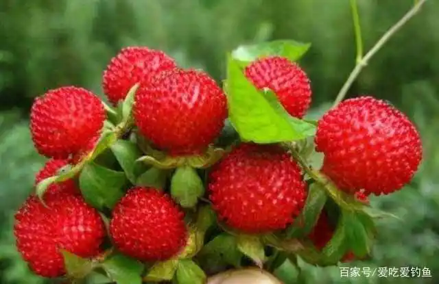 80后小时候吃过的野果,满满都是童年的味道