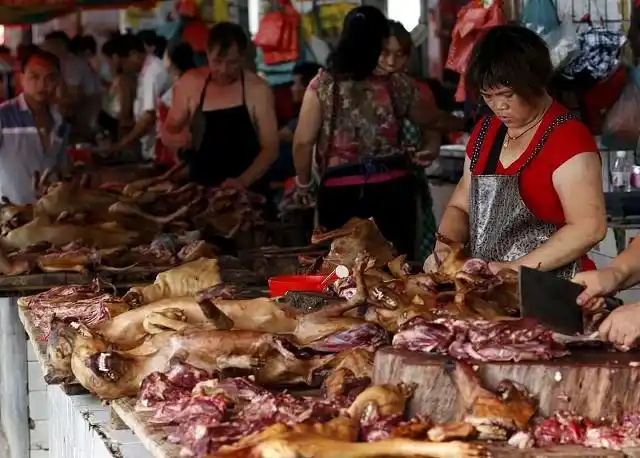为什么人们对吃猫肉难以忍受,对吃狗肉的接受度就好一些?