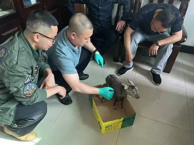 "野羊子"落单被救,竟是国家二级重点保护动物