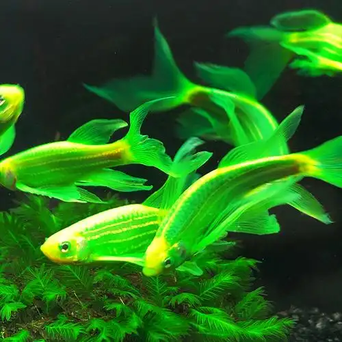 斑马鱼之城蝶翼翡翡翠长尾翠绿荧光蓝条花条鱼