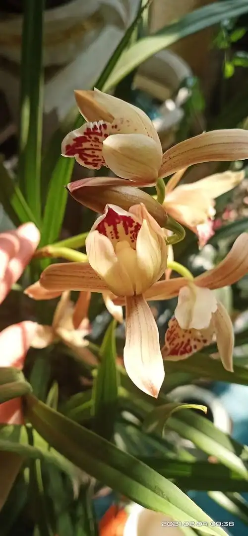 西施兰花二度开