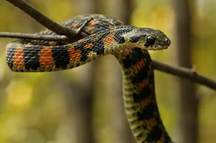 虎斑游蛇 - 东北那噶哒