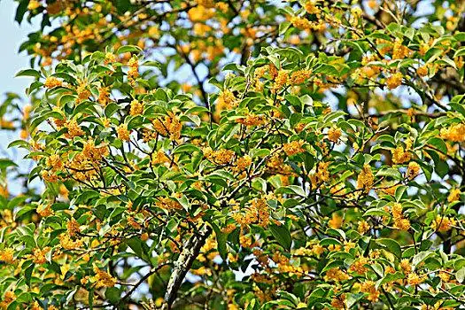 金色桂花金桂桂花金色桂花桂花金桂树金桂桂花落在地面的桂花金桂桂花