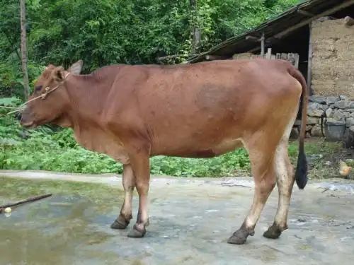 南丹黄牛介绍及图片