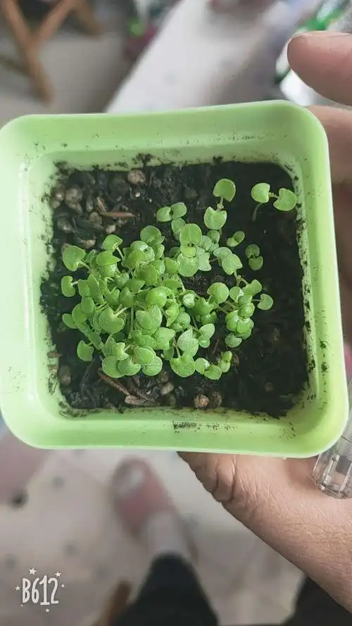 "我和小苗共成长——薄荷种子发芽记" 濮阳市油田第二小学二年级九班