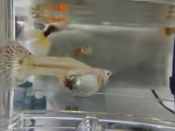 这条孔雀鱼是要生宝宝了吗