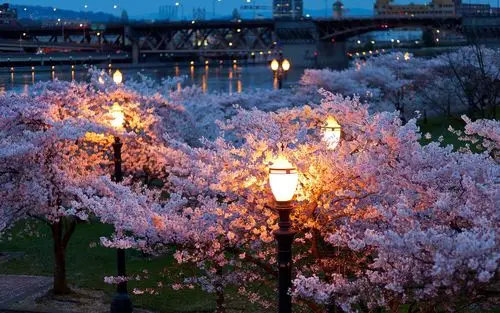 城市都睡了,宁静,夜晚,灯光,樱花树,风景,花海城市都睡了壁纸图片