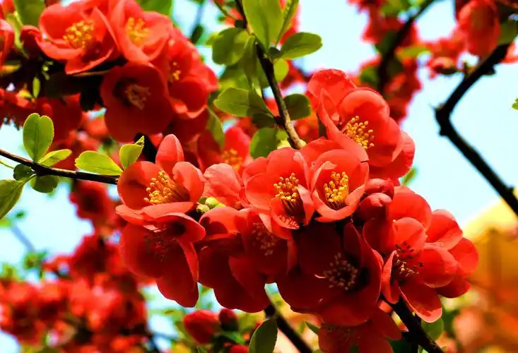 盛开的海棠花