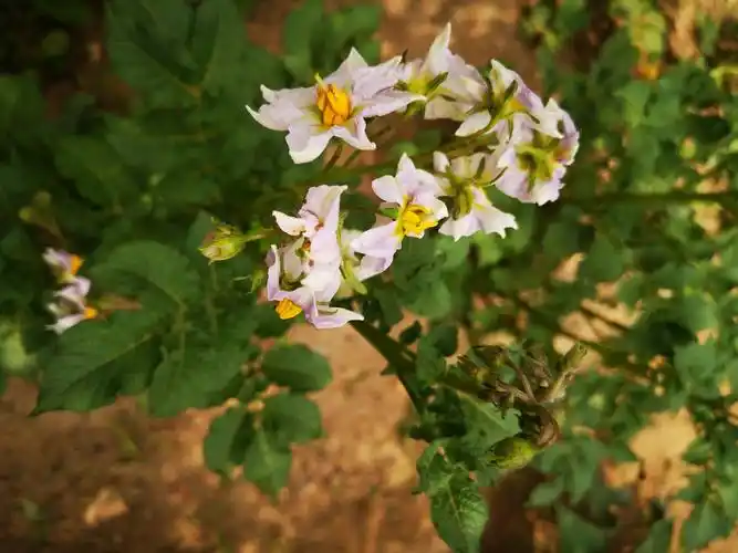 土豆开花好漂亮