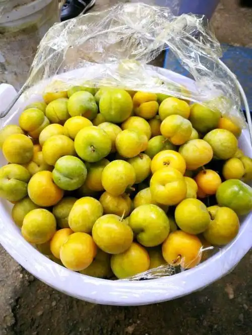 在贵州镇宁有一种青李子,不仅没有酸味,吃起来还带有蜂蜜的味道