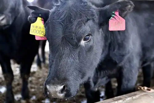 山东内蒙古协作育黑牛