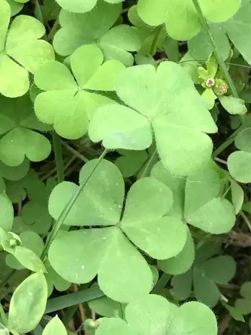 代表着辛福和吉祥!