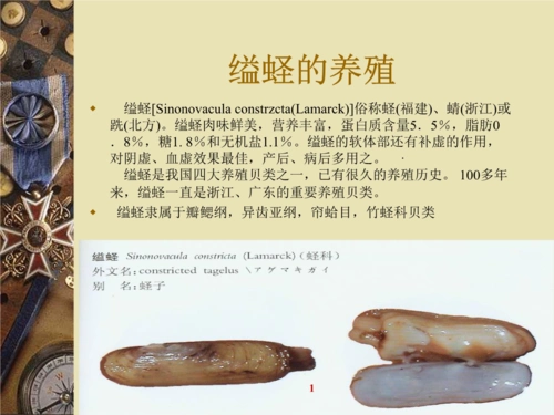 第一节缢蛏的生物学-中国养殖信息网.ppt