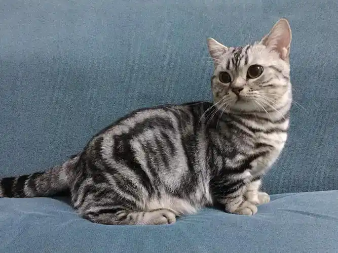 纯种美短矮脚种公借配纯种美短虎斑借配