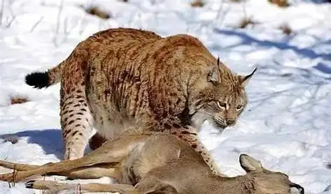 为何能成为狼的天敌?狼是真的打不过猞猁吗?