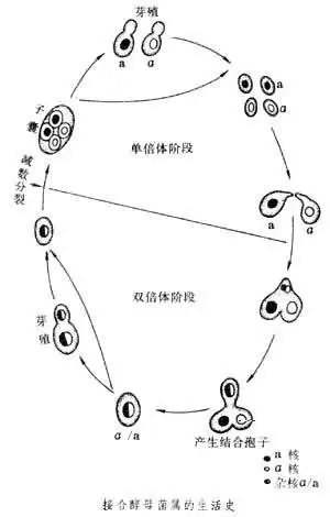 酵母科_自然百科_百问中文