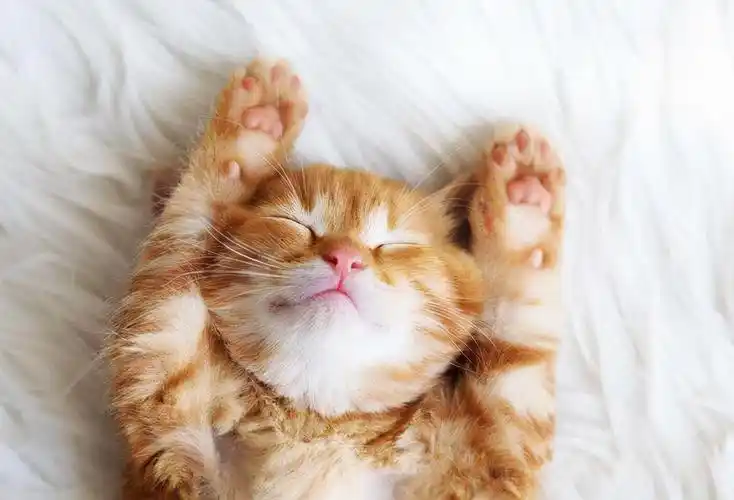 原来橘猫的睡姿,代表了它的"性格",网友:好准啊