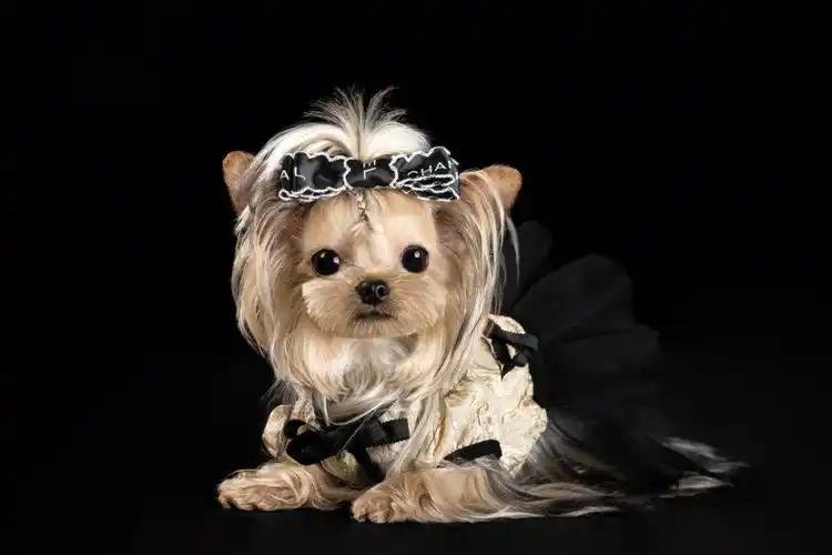 约克夏apple一周岁快乐一定要拍照留念呀