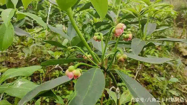 正在开花的八角嫁接苗