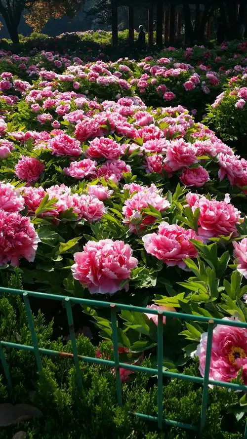 千年帝都,国色添香._洛阳牡丹花