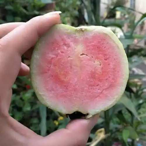 福建漳州红宝石红心芭乐番石榴新鲜当季水果清脆芭乐