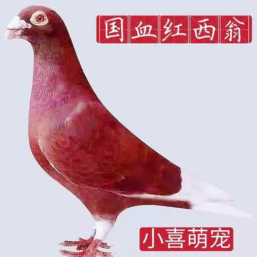 【国血红西翁】血统信鸽赛鸽家飞鸽红色西翁活物公母一对种鸽