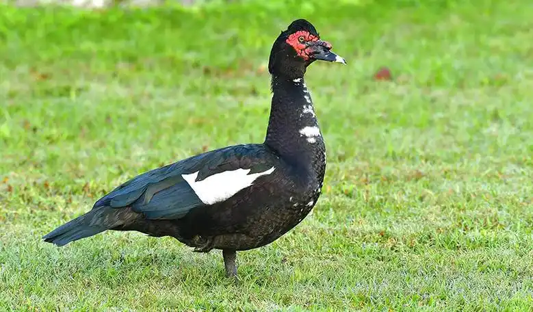 番鸭和普通鸭子的区别饲养时要注意些什么