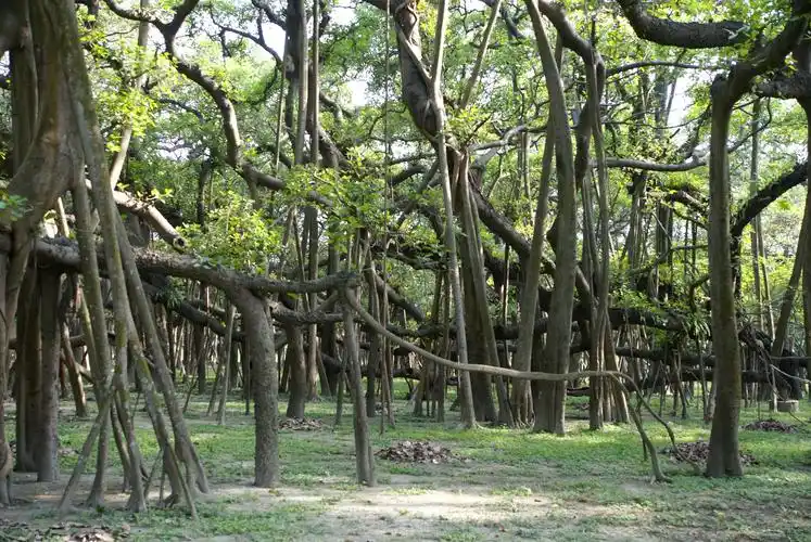 大榕树,树枝上有气根伸入土壤,变成新的树干