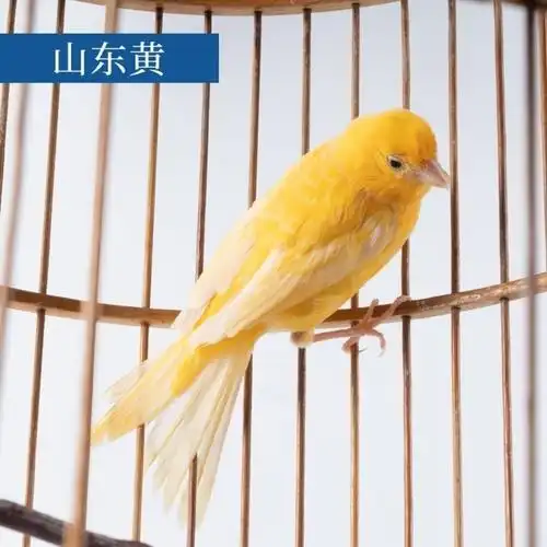 玉鸟活体 金丝芙容活体玉鸟活体白燕子鸣鸟观赏鸟繁殖鸟辣椒红活体黄