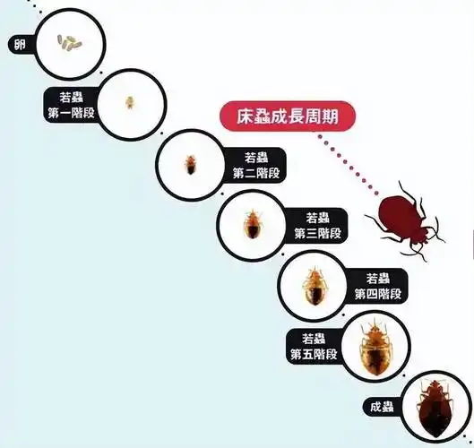 和跳蚤体虱不同,我国消失几十年,又想引入?_虱子_生活_时候