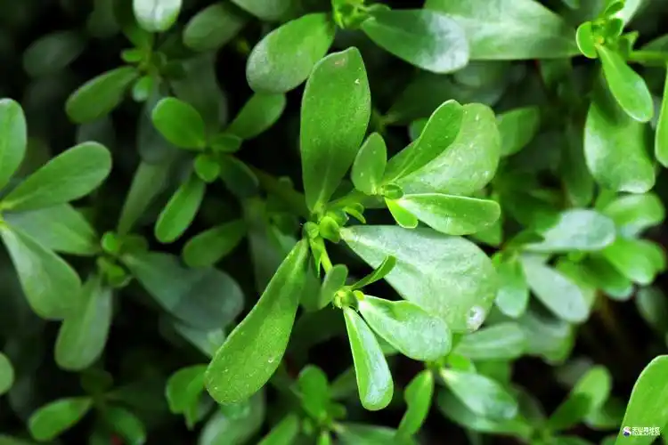 马齿苋名称的由来