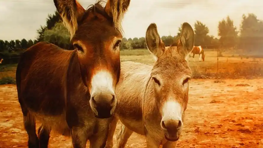 小毛驴图片2880x1800分辨率下载,小毛驴图片,高清图片,壁纸,动物-桌面