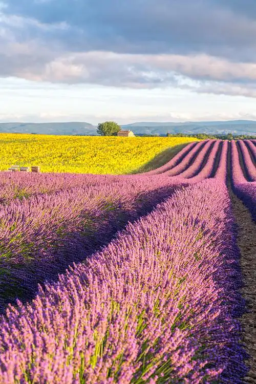 法国普罗旺斯夏日的薰衣草和向日葵田图片下载