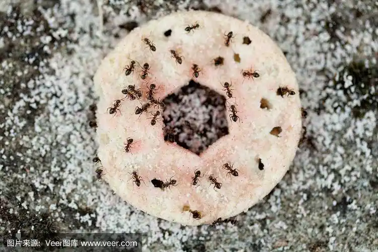 蚂蚁吃饼干
