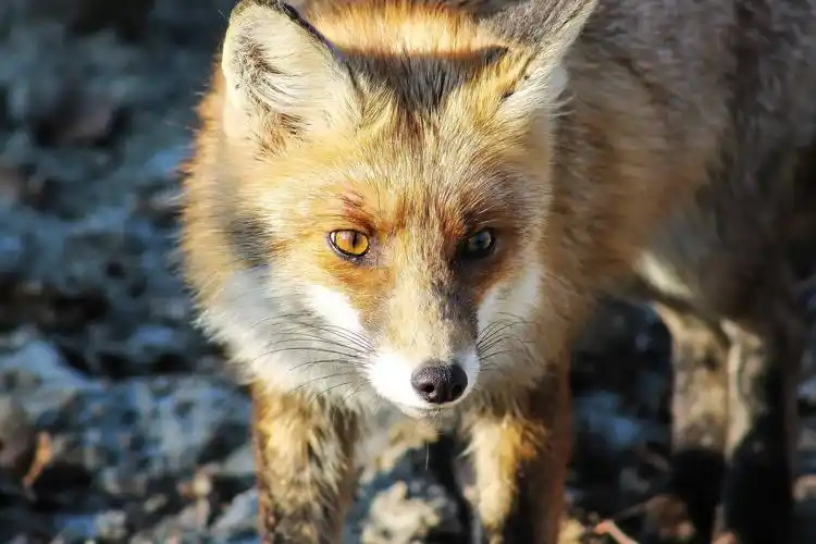 野生, 捕食者, 野生动物, 动物, 狐狸, 毛皮, 自然
