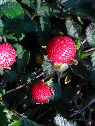 野生蛇莓种子 蛇莓苗 野草莓 蛇泡草 可水培 阳台盆栽浆果植物