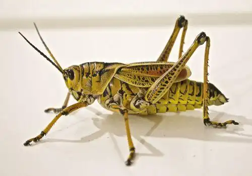 蚂蚱蝗虫的养殖技术详解