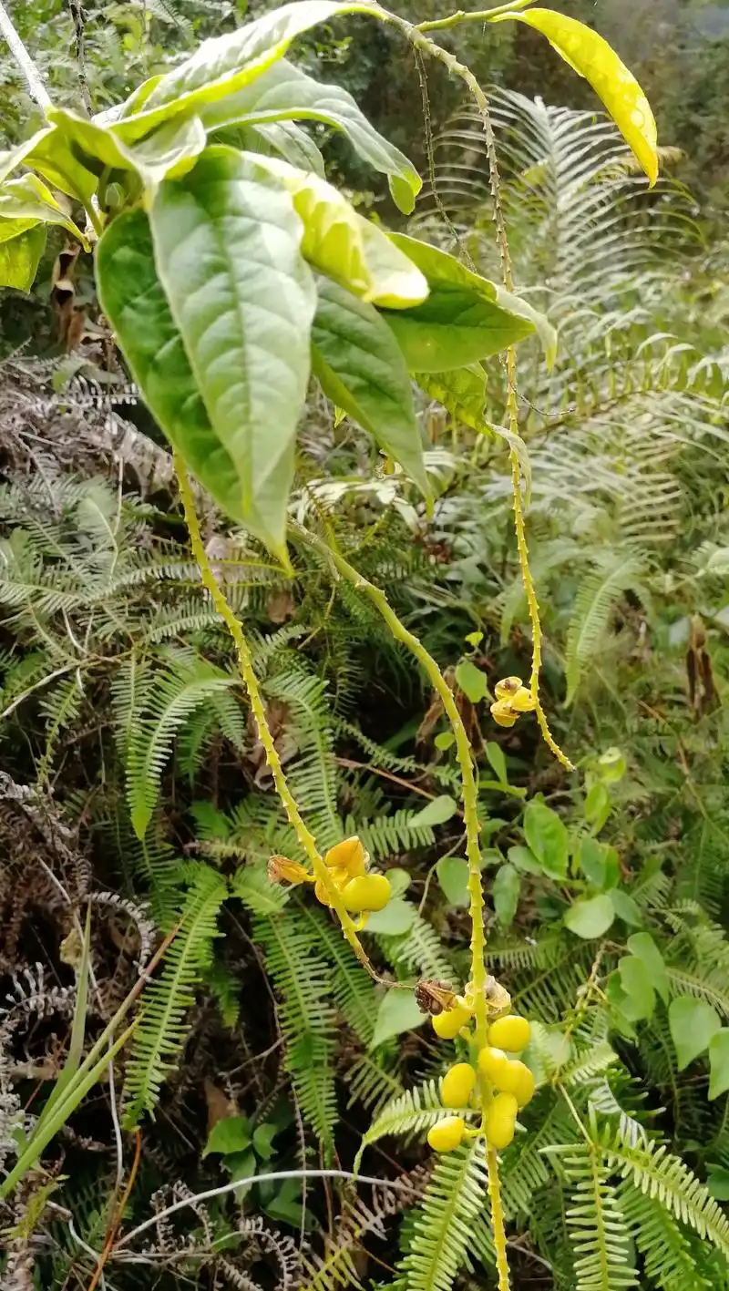 野生药材  黄花倒水莲 #真材实料  - 抖音