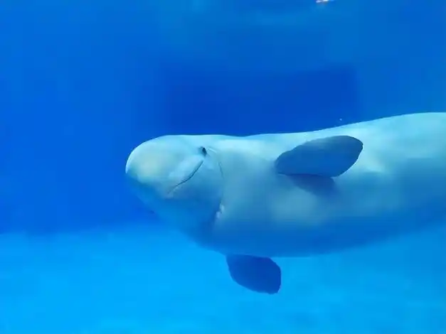 海洋馆里白鲸总是吓哭小孩,都说它智商高,难道真是在恶作剧吗?|金丝雀