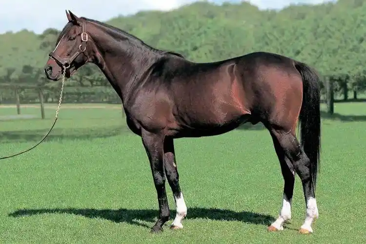 名马系列||奇迹的复活,不屈的东海帝皇_皇帝_人们_日本