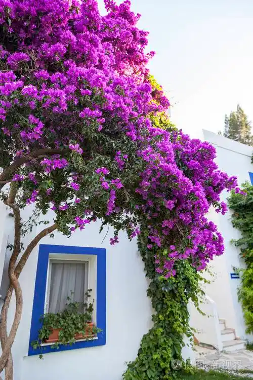 豪华度假地的美丽花园